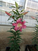 [5544 PO47 Sharida No01.JPG]